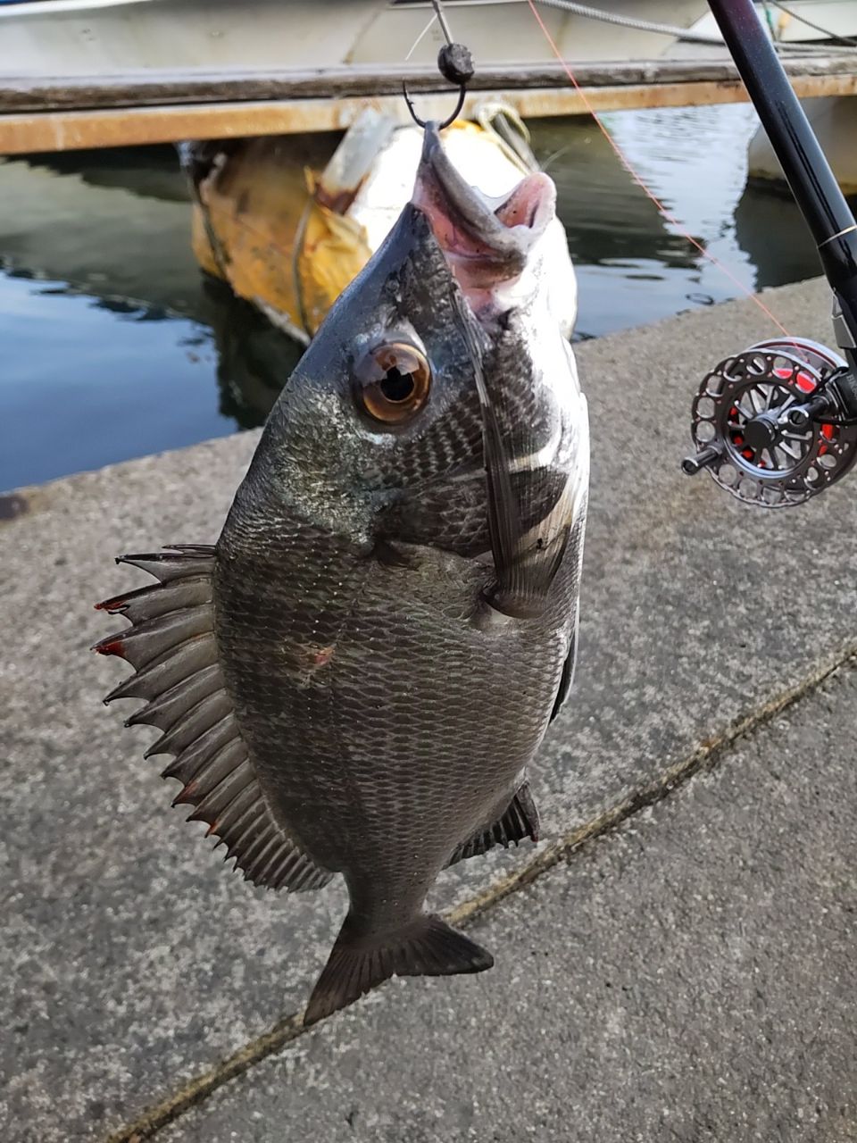 チヌ
