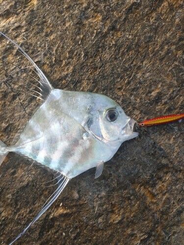 イトヒキアジの釣果