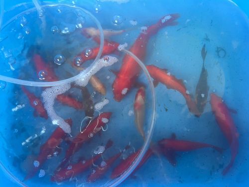 キンギョの釣果
