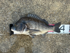 クロダイの釣果