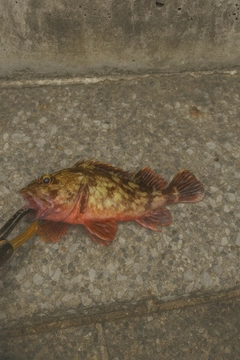 カサゴの釣果