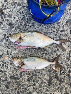 シオの釣果