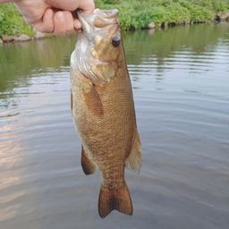 スモールマウスバス