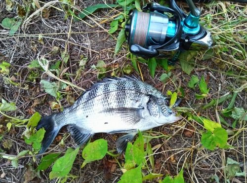 チヌの釣果