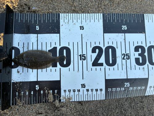 ソゲの釣果