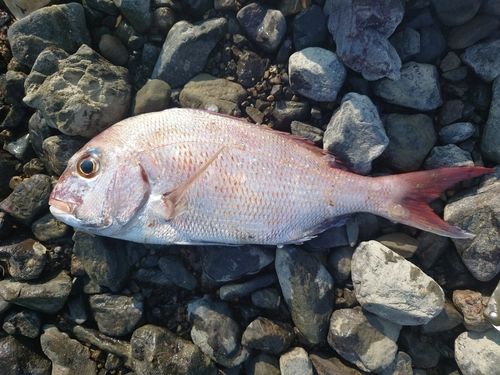 マダイの釣果