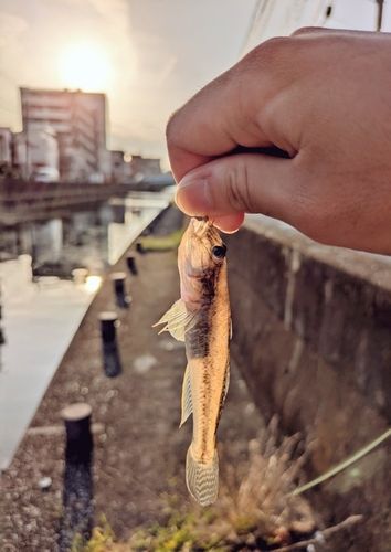 マハゼの釣果