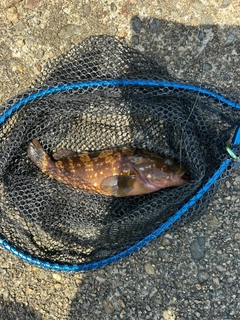 キジハタの釣果