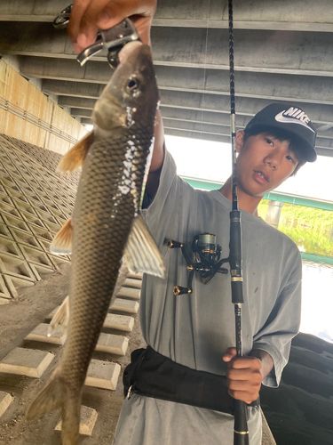 コイの釣果