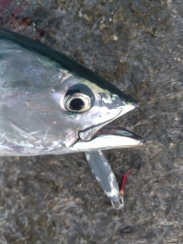 メジカの釣果