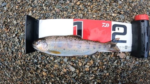 アマゴの釣果