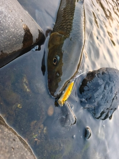 ニゴイの釣果