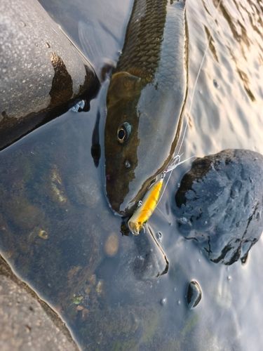 ニゴイの釣果