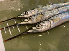 サヨリの釣果