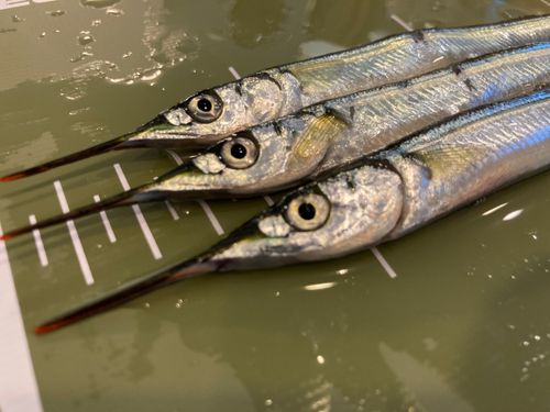 サヨリの釣果