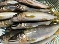 アユの釣果