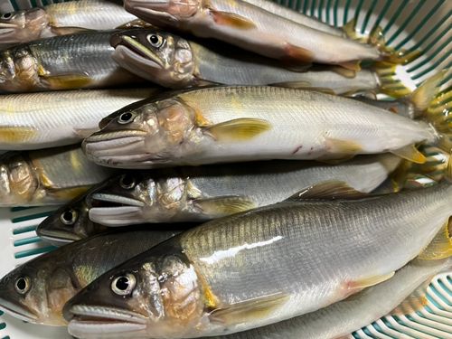 アユの釣果