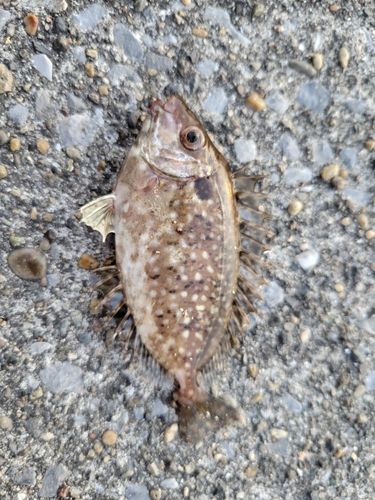 アイゴの釣果