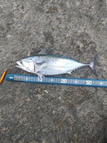 メジカの釣果