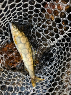 アユの釣果