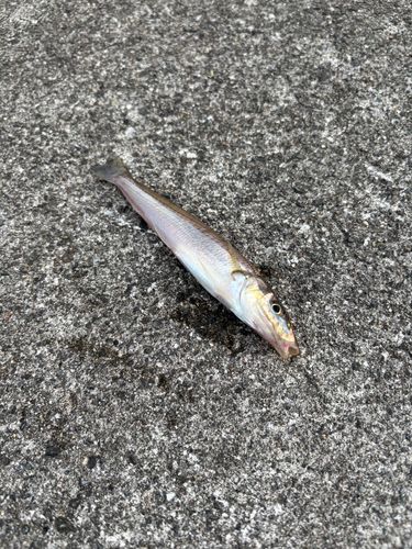 キスの釣果