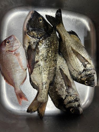 チヌの釣果