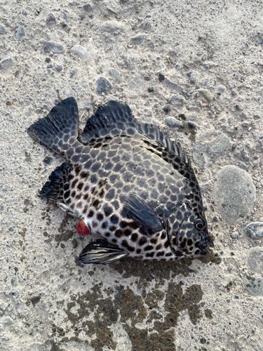 イシガキダイの釣果