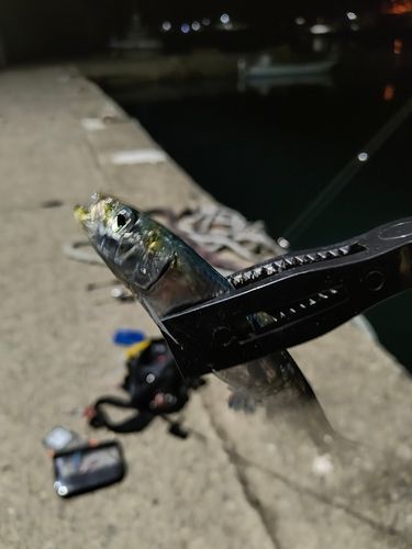 イワシの釣果