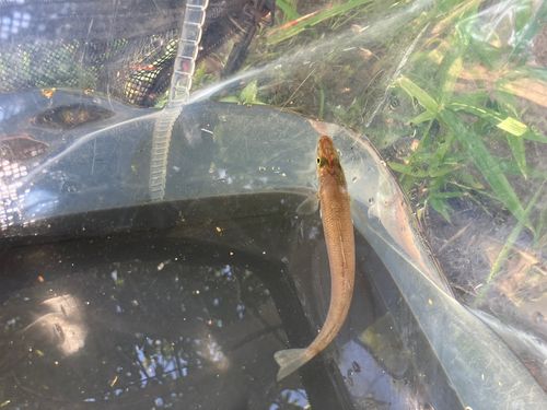 シロギスの釣果