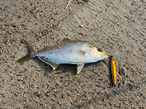 ショゴの釣果
