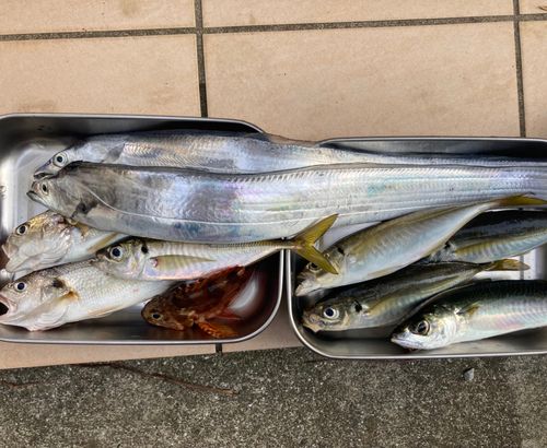 タチウオの釣果
