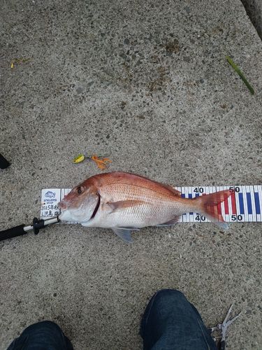 マダイの釣果