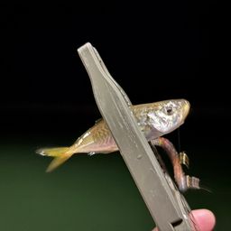 アジ