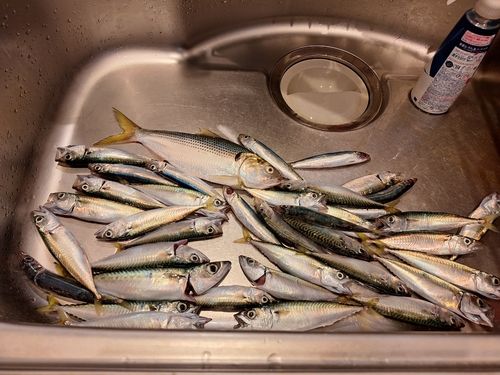 サバの釣果