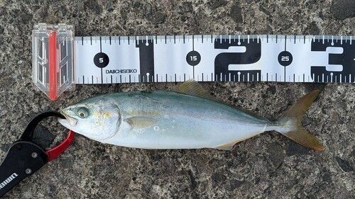 ワカシの釣果
