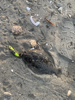 ソゲの釣果