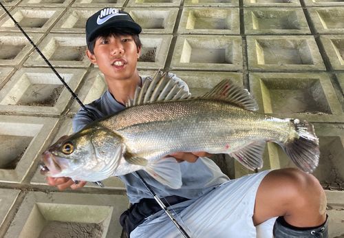 シーバスの釣果