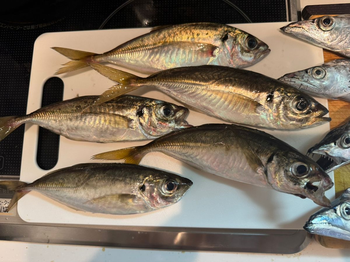 カミカゼガール＠料理好き初心者アングラーさんの釣果 2枚目の画像