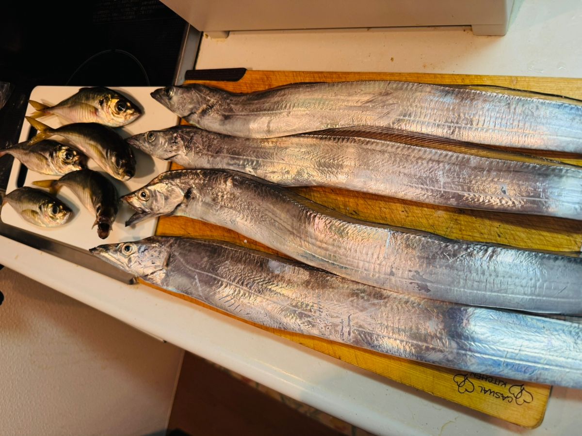 カミカゼガール＠料理好き初心者アングラーさんの釣果 3枚目の画像