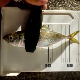 アジ