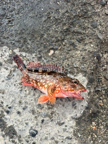 カサゴの釣果