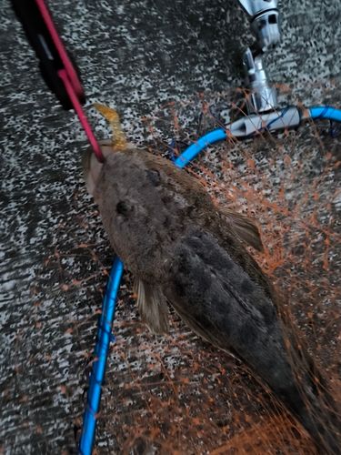 マゴチの釣果