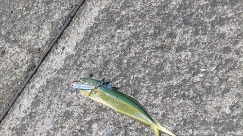 シイラの釣果
