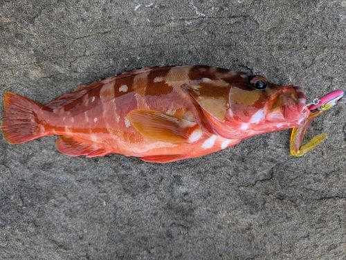 アカハタの釣果
