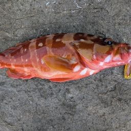 アカハタ