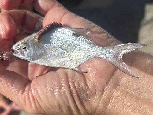 メッキの釣果