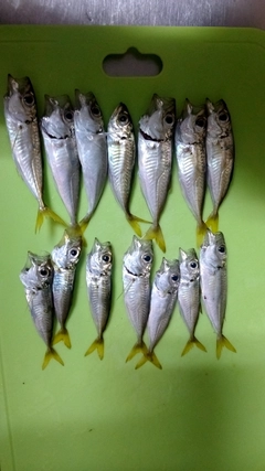 アジの釣果