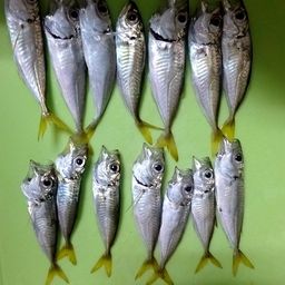 アジ