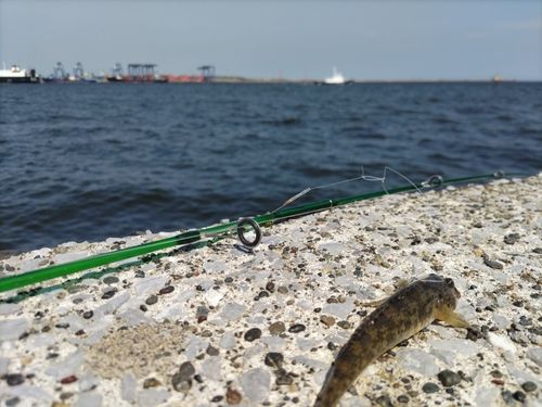マハゼの釣果