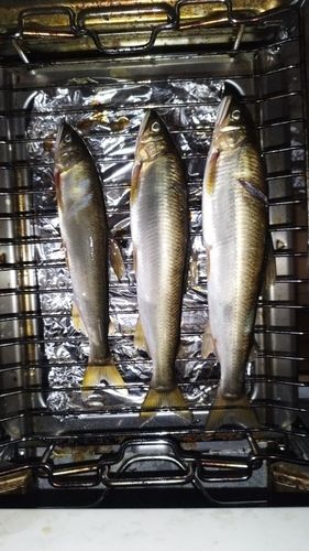 アユの釣果